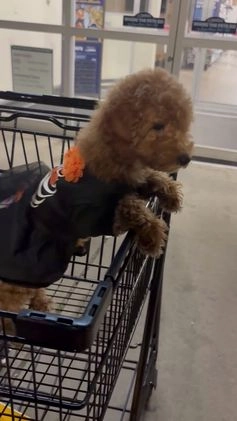 Miniature Poodle dogs for sale: Mike - Video 1