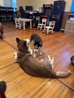 Siberian Husky dogs for sale: Siberian Husky Puppy 1 - Video 1