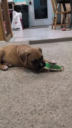 Boxer dogs for sale: Pearl - Video 1