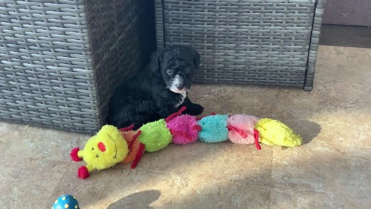 Toy Poodle dogs for sale: Beaner - Video 1