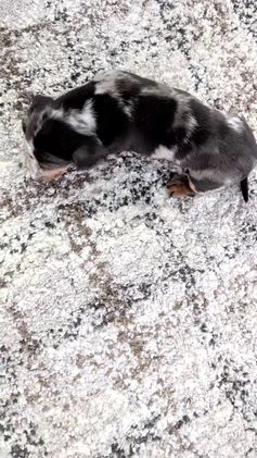Miniature Dachshund dogs for sale: Xander  - Video 1