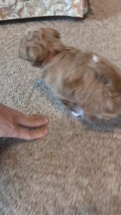 Mini Goldendoodle dogs for sale: Natalie - Video 1