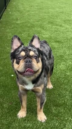 French Bulldog dogs for stud: Theo the Fluffy Frenchie Stud - Video 1