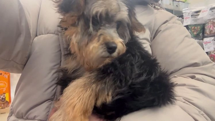 Yorkiepoo dogs for sale: Chloe  - Video 1