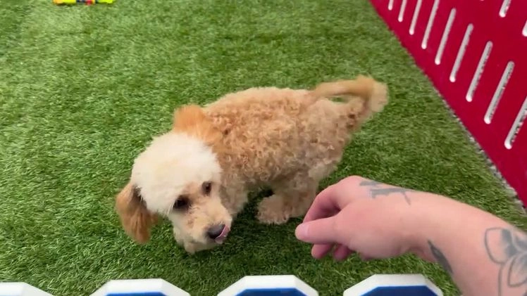 Maltipoo dogs for sale: Eldo - Video 3