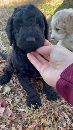 Mixed Breed dogs for sale: Charles - Video 1