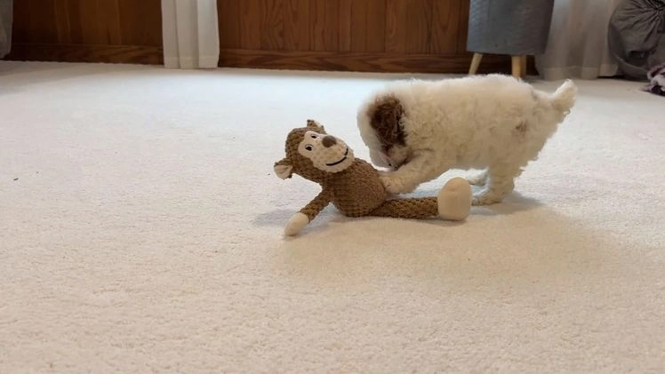 Miniature Poodle dogs for sale: Jasper  - Video 1