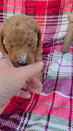 Mini Goldendoodle dogs for sale: Garland - Video 2