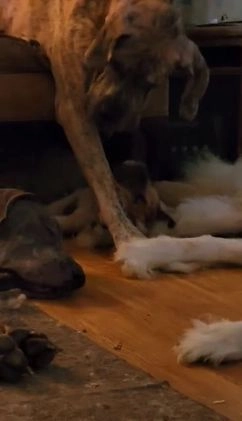 Great Dane dogs for sale: Prince Charming - Video 1