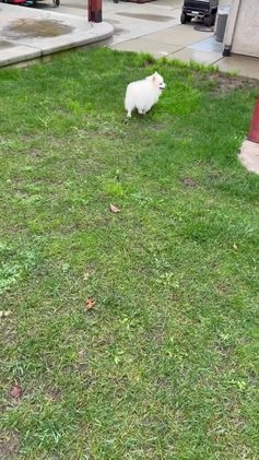 Pomeranian dogs for sale: Spunky ♥️ - Video 1