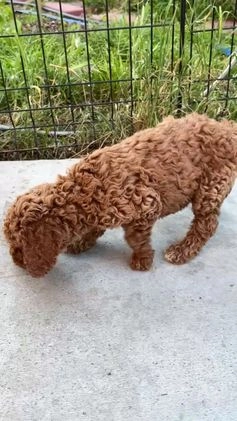 Standard Poodle dogs for sale: Daisy - Video 1
