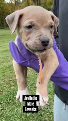 American Bully dogs for sale: Cookie Monster  - Video 2