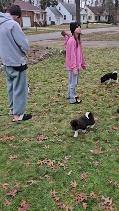 Akita dogs for sale: Troy - Video 2