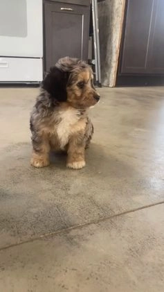 Mini Aussiedoodle dogs for sale: Gianna - Video 2