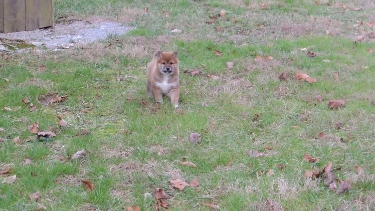 Shiba Inu dogs for sale: RYDER - Video 2