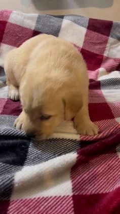Goldador dogs for sale: Goldador Puppy 2 - Video 1