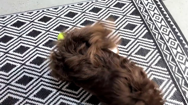 Pomeranian dogs for sale: Yeti  - Video 2