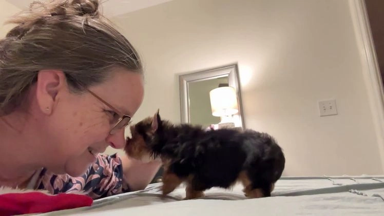 Mixed Breed dogs for sale: Lolita - Video 2