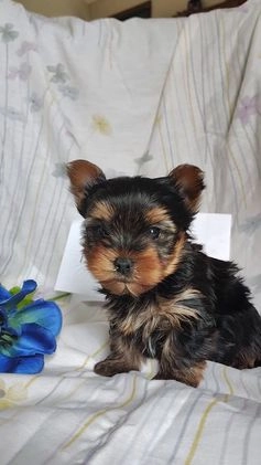 Yorkshire Terrier dogs for sale: Antonio - Video 1