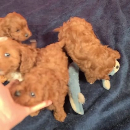 Cavapoo dogs for sale: Joey - Video 1
