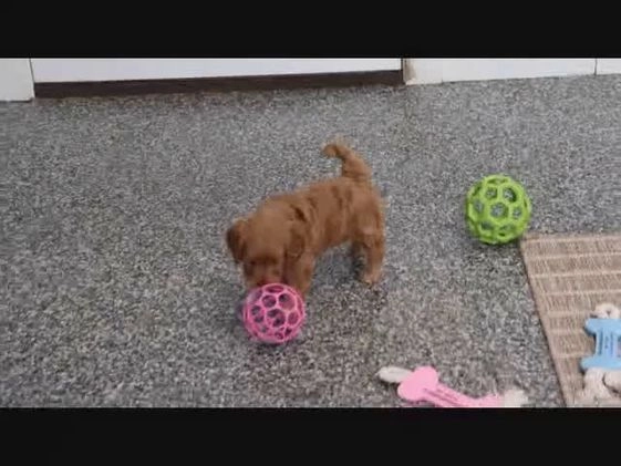 Mini Goldendoodle dogs for sale: Layla - Video 3