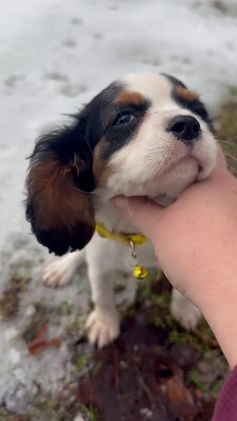 Cavalier King Charles Spaniel dogs for sale: Cavalier King Charles Spaniel Puppy 1 - Video 2