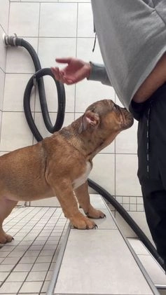 English Bulldog dogs for sale: Mocha - Video 1