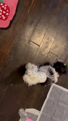 Havapoo dogs for sale: Havapoo Puppy 1 - Video 1