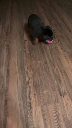 Rottweiler dogs for sale: Nae - Video 1