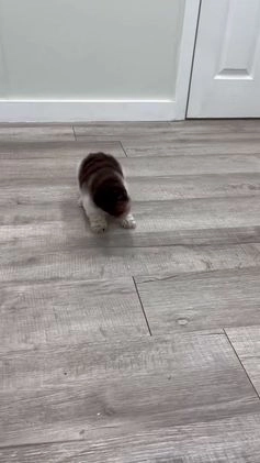 Miniature Poodle dogs for sale: Jasmine - Video 1