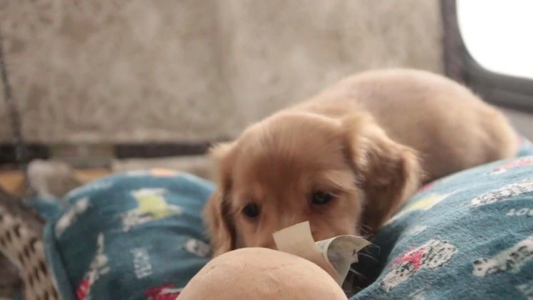 Miniature Dachshund dogs for sale: Snowflake - Video 1