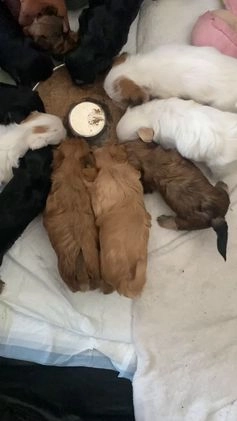 Yorkshire Terrier dogs for sale: Rubys Litter - Video 1