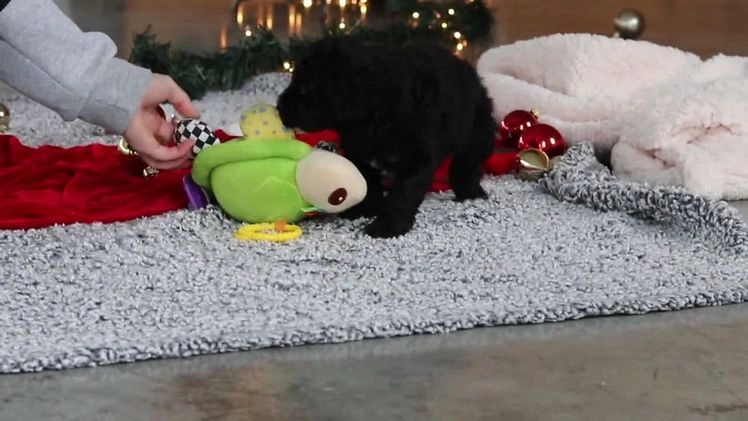 Mini Goldendoodle dogs for sale: Tilly - Video 1