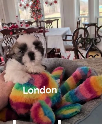 Shih Tzu dogs for sale: Shih Tzu Puppy 3 - Video 1