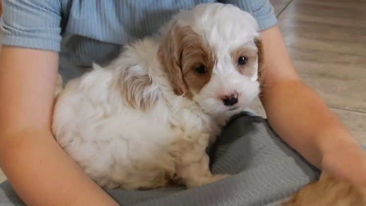 Cockapoo dogs for sale: Teddy - Video 1