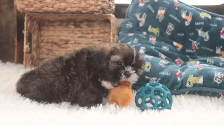 Shih Tzu dogs for sale: Shep - Video 1