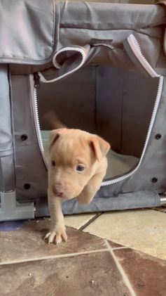 Rat Terrier dogs for sale: Flora - Video 2