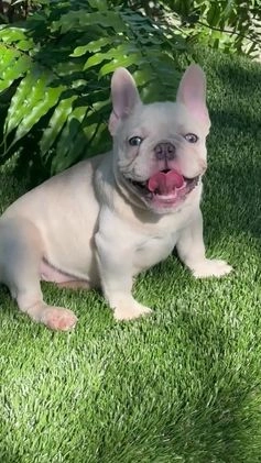 French Bulldog dogs for sale: French Bulldog Puppy 2 - Video 1