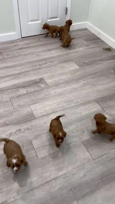 Cavapoo dogs for sale: Jerry - Video 1