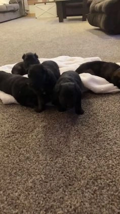 German Shepherd dogs for sale: ♥️SWEET ZARA♥️ - Video 2