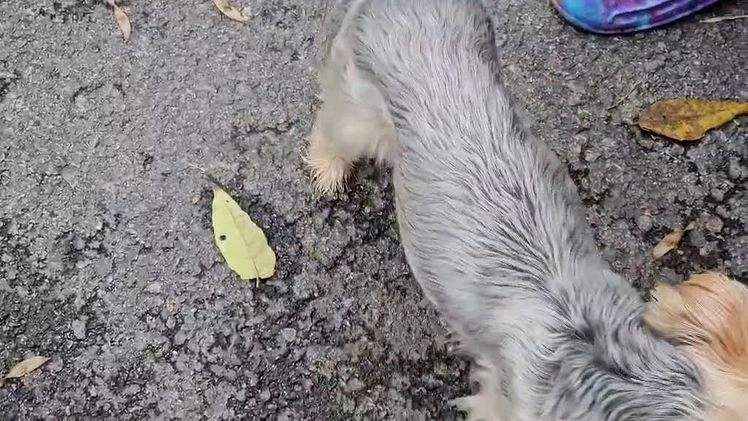 Yorkshire Terrier dogs for sale: Harmony - Video 1