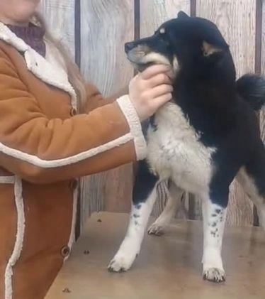 Shiba Inu dogs for sale: Bret - Video 1