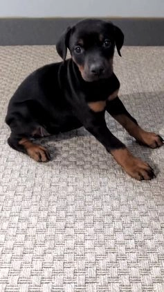 Doberman Pinscher dogs for sale: Lucy  - Video 10