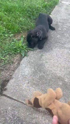 Cane Corso dogs for sale: Curry - Video 1