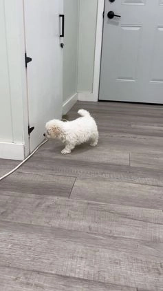 Bichpoo dogs for sale: Milo - Video 1