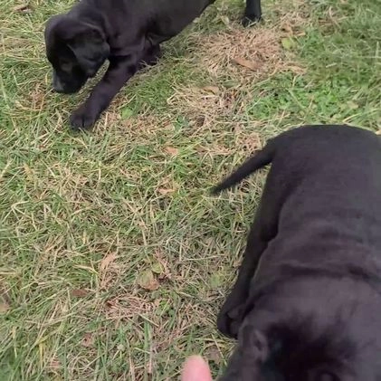 Labrador Retriever dogs for sale: Nugget - Video 2