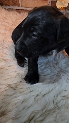 Mixed Breed dogs for sale: Luna - Video 1