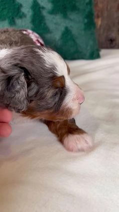 Mini Bernedoodle dogs for sale: Glory Girl - Video 1