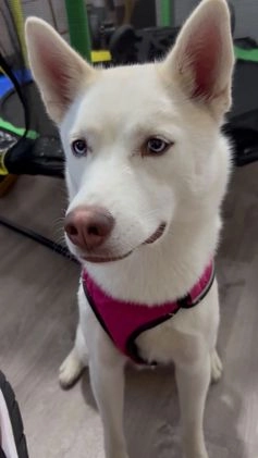 Mixed Breed dogs for sale: Junior - Faux / Fawn Merle - Video 2