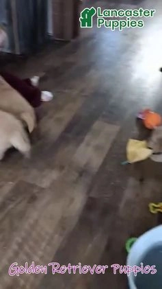 Golden Retriever dogs for sale: Sylvan - Video 1